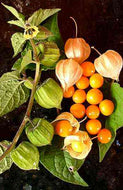 Physalis peruviana Cape Gooseberry