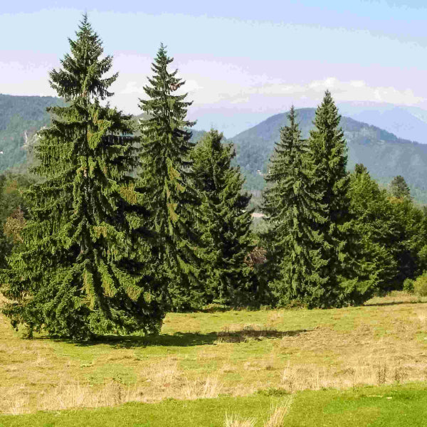 Norway Spruce 'Picea Abies'
