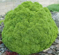 Picea glauca Alberta Globe
