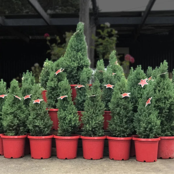Picea glauca Christmas Star