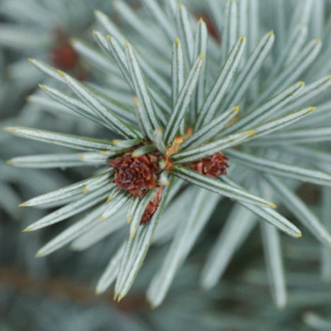 Picea omorika Blue Sky