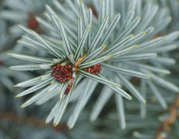 Picea omorika Blue Sky