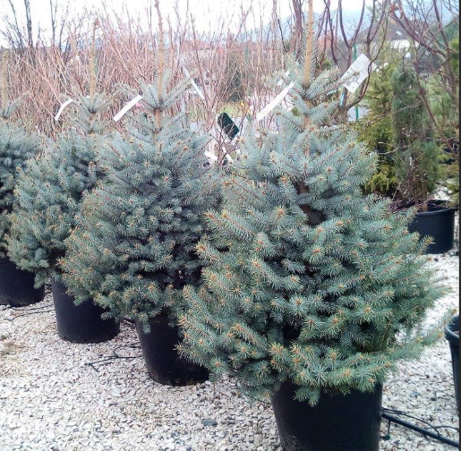 Picea pungens Blue Diamond