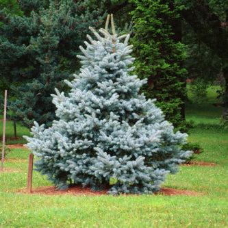 Picea pungens Blue Star