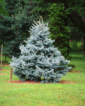 Picea pungens Blue Star