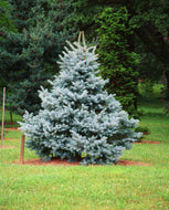 Picea pungens Blue Star