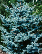 Load image into Gallery viewer, Picea pungens Blue Star
