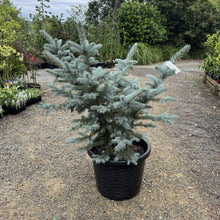 Load image into Gallery viewer, Picea pungens Fat Albert
