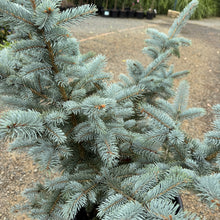 Load image into Gallery viewer, Picea pungens Fat Albert
