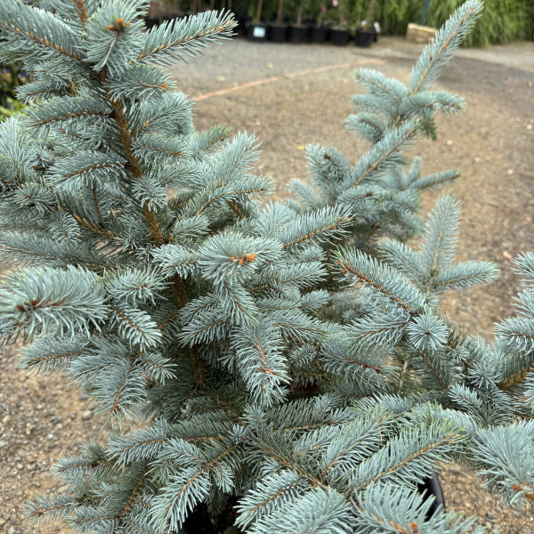 Picea pungens Fat Albert