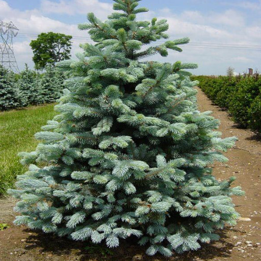 Picea pungens Kaibab