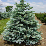 Picea pungens Kaibab