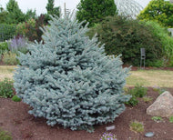 Picea pungens Montgomery