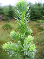 Picea sitchensis Tenas Dwarf Sitka Spruce
