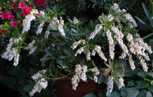 Pieris Temple Bells