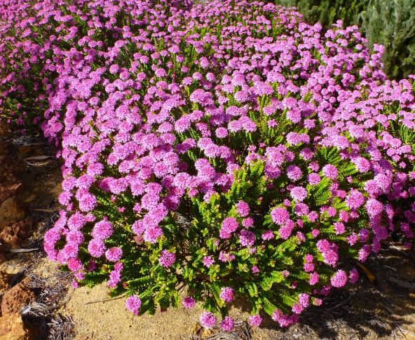Pimelea ferruginea Magenta Mist