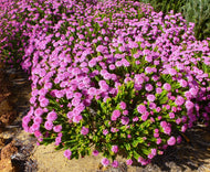 Pimelea ferruginea Magenta Mist