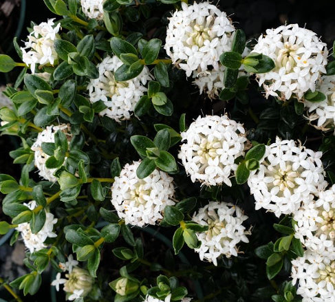 Pimelea ferruginea Snowball
