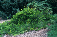 Pinus densiflora Pendula Weeping Red Pine