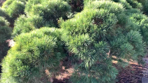 Pinus densiflora Pendula Weeping Red Pine