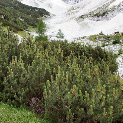 Pinus mugo Dwarf Mountain Pine