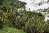 Pinus mugo Dwarf Mountain Pine