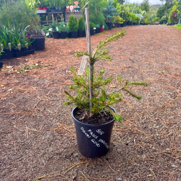 Pinus parviflora Ogon Goyo
