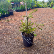 Pinus parviflora cv Ogon Goyo
