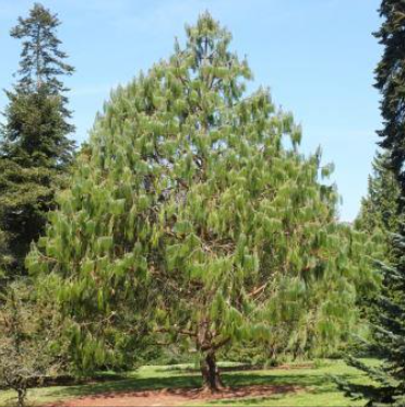 Pinus patula Mexican Weeping Pine