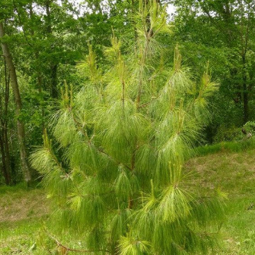 Pinus patula Mexican Weeping Pine