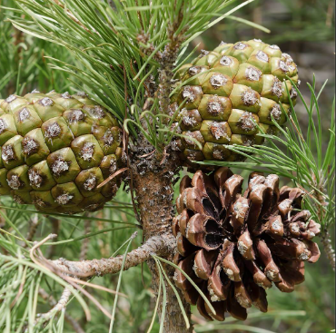 Pinus pinea Stone Pine