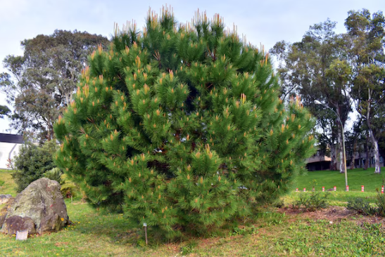 Pinus pinea Stone Pine
