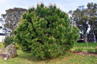 Pinus pinea Stone Pine