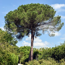 Load image into Gallery viewer, Pinus pinea Stone Pine
