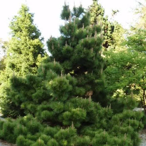 Pinus thunbergii Japanese Black Pine – Mountain View Nursery
