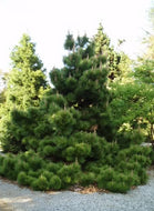 Pinus thunbergii Japanese Black Pine