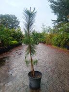 Pinus thunbergii Christmas Tree