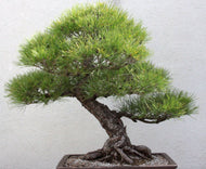 Pinus thunbergii Coolwyn Bonsai