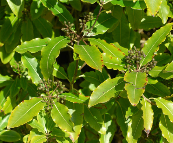 Pittosporum eugenioides