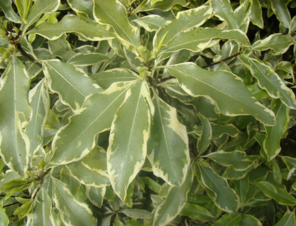 Pittosporum eugenioides Variegatum