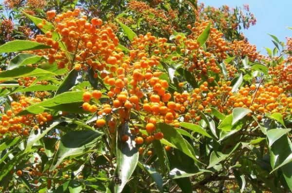 Pittosporum rhombifolium