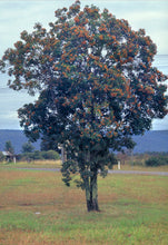 Load image into Gallery viewer, Pittosporum rhombifolium
