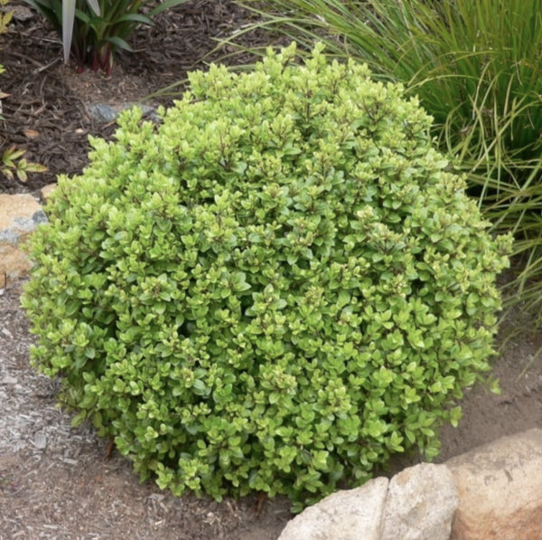 Pittosporum tenuifolium Golf Ball