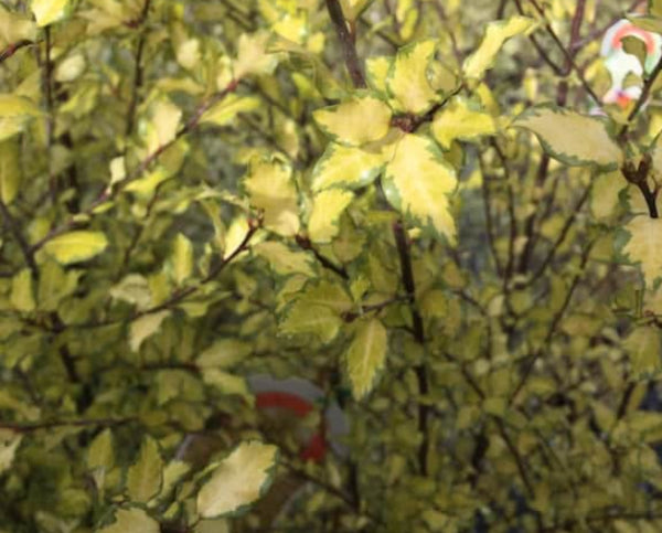 Pittosporum tenuifolium Golden Sheen  PBR