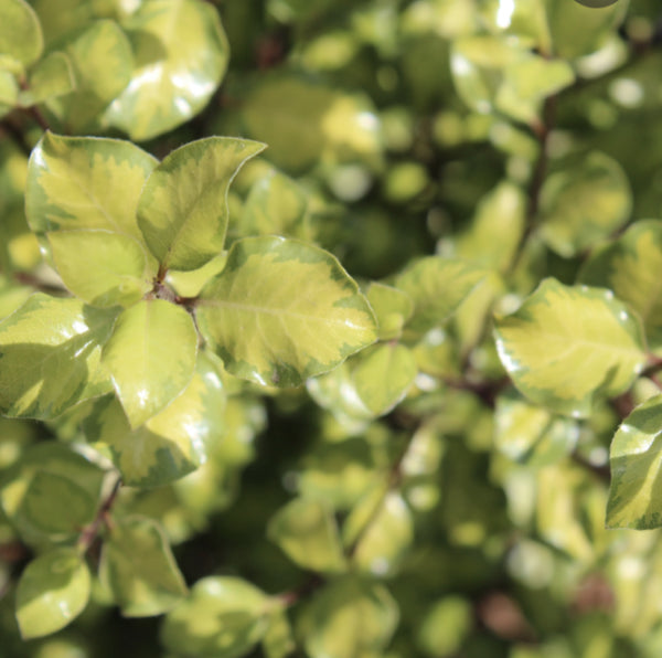 Pittosporum tenuifolium Golden Sheen  PBR {Super Screen Golden}