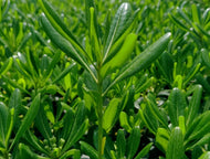 Pittosporum tenuifolium Green Glow