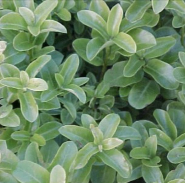 Pittosporum tenuifolium Green Pillar