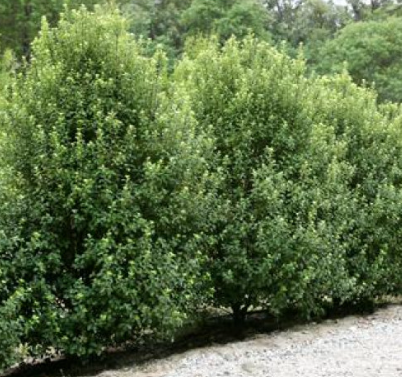 Pittosporum – Mountain View Nursery