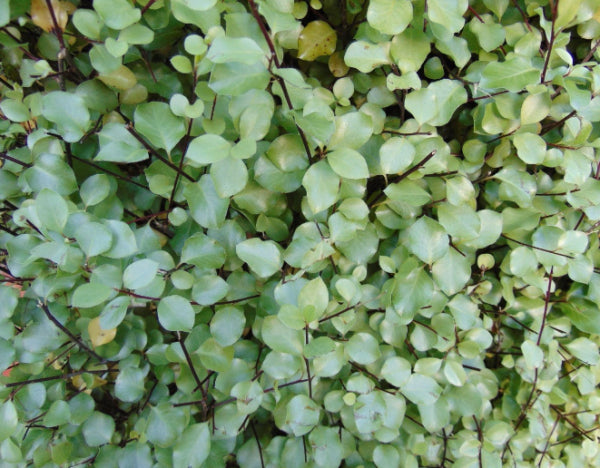 Pittosporum tenuifolium Silver Sheen