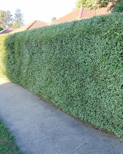 Silver Sheen Pittosporum (Super Screen Original)